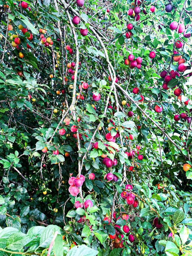 Holiday Home Les Plachettes Flobecq Eksteriør billede
